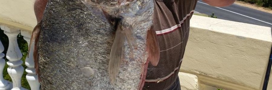 Gerrit Meyer van Van der Bijlpark met sy 19kg kabeljou waarop hy sommer baie trots is